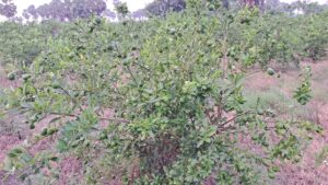 शेरपुरा में नीबू की खेती।