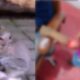 बच्ची के कोहनी पर गहरा घाव। (तस्वीर - टीम बोलते पन्ने)