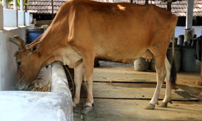 गाय (सांकेतिक तस्वीर)