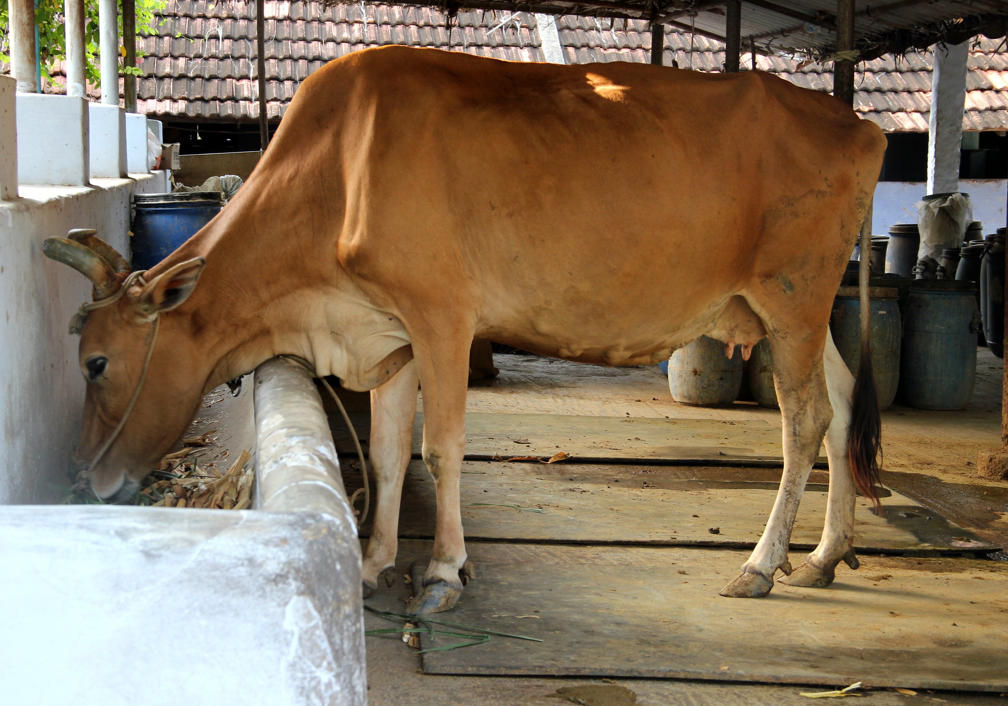 गाय (सांकेतिक तस्वीर)