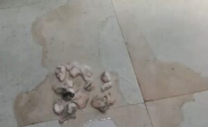 गोपालगंज के मॉडल अस्पताल के एक्स-रे वार्ड में फैला शौचालय का गंदा पानी। (टीम : बोलते पन्ने)