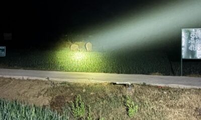 नवादा में गेहूं की फसल को खाते हाथियों का झुंड। इसे भगाने के लिए वन विभाग की टीम पहुंची।