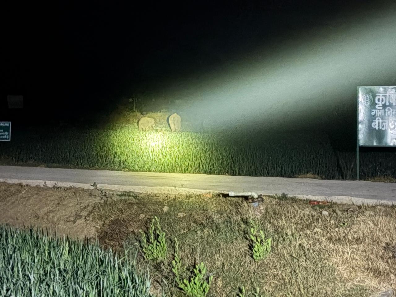 नवादा में गेहूं की फसल को खाते हाथियों का झुंड। इसे भगाने के लिए वन विभाग की टीम पहुंची।