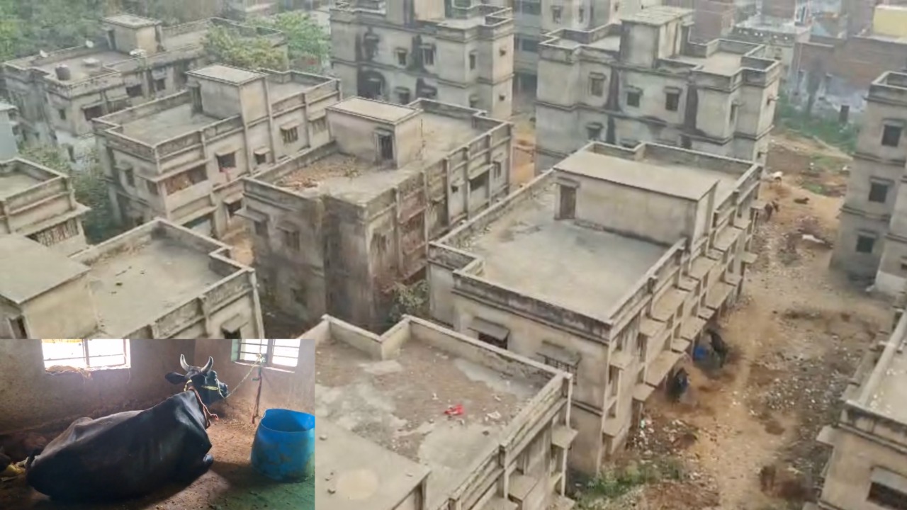 60 फ्लैट वाले इस आवासीय परिसर में जानवर बांधे जा रहे हैं, ये परिसर मेडिकल कर्मियों के रहने के लिए बनाया गया था।