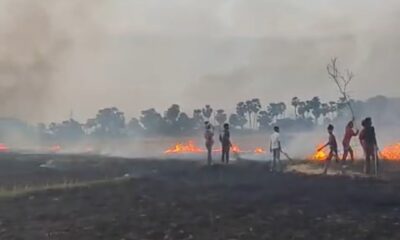 नवादा के दो गांव की फसलों में आग फैल गई जिससे फसलें जलकर राख हो गईं। (तस्वीर - नवादा संवाददाता)
