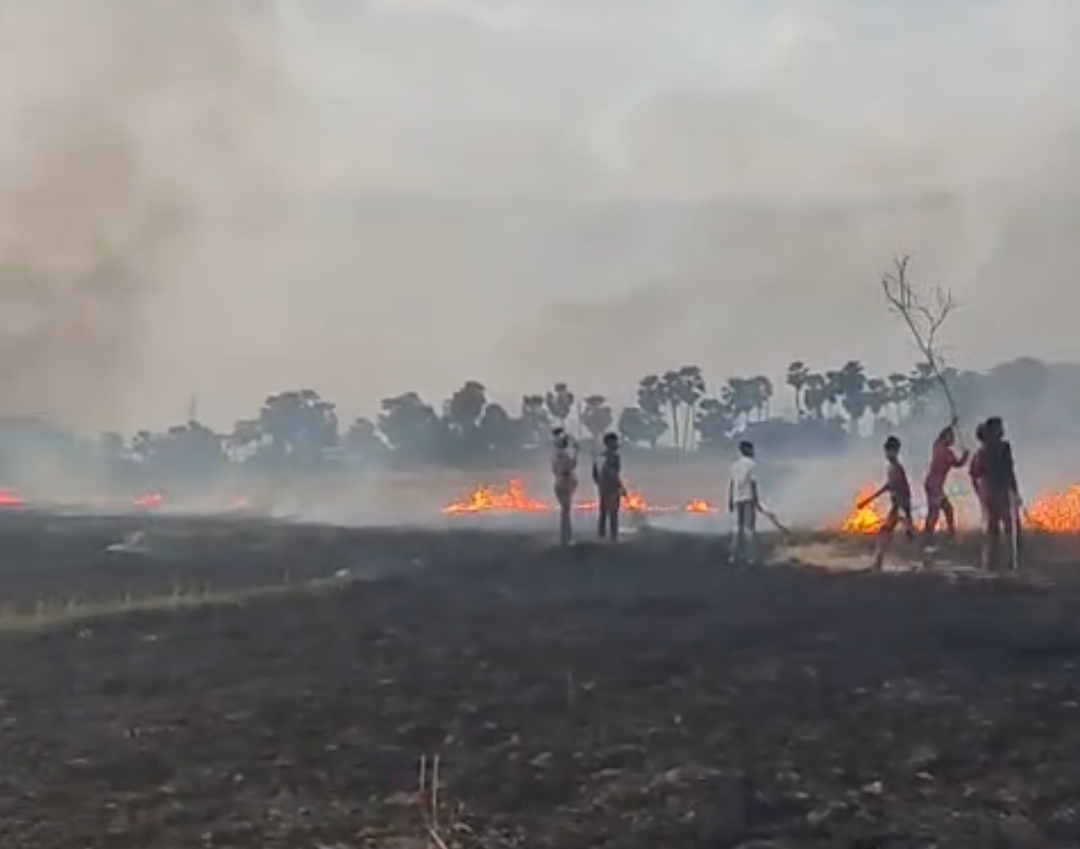 नवादा के दो गांव की फसलों में आग फैल गई जिससे फसलें जलकर राख हो गईं। (तस्वीर - नवादा संवाददाता)